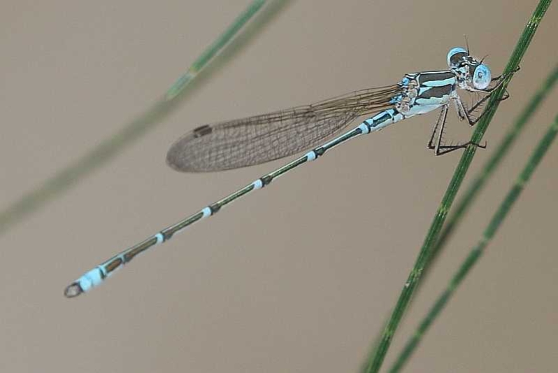 J19_2839 Austrolestes aridus male.JPG